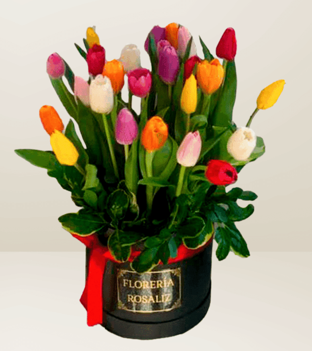 Box Full 25 Tulipanes