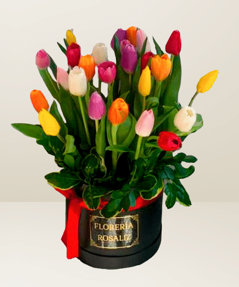Box Full 25 Tulipanes
